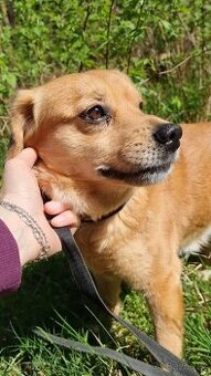 PINGI K ADOPCI - akční veselý mazel, vhodný k dětem - 2