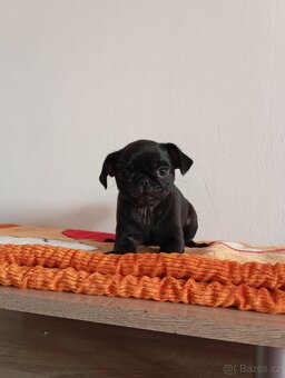 Mops - 2