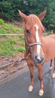 Pony na prodej - 2
