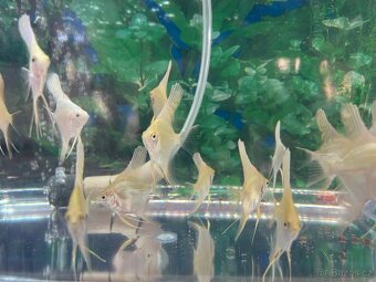 Skalár Zlatý diamantový - 2