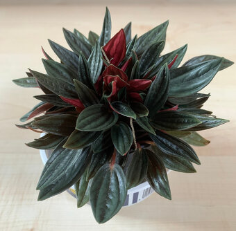 Pepřinec trpasličí rosso - 2