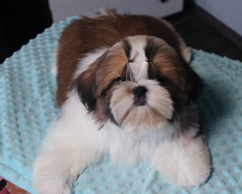 Štěňátka Shih-tzu s PP(shi-tzu, shihtzu) - 2