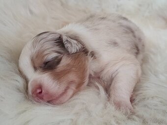 Australský ovčák s PP -  fenečky k rezervaci - 2