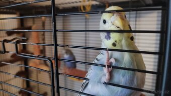 Andulka vlnkovana s kleci - 2