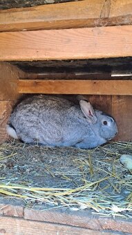 KRÁLÍK DO CHOVŮ - 2