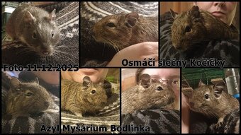 Osmak degu samice - 2