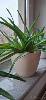 Aloe pravá - 2