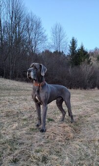 Německá doga krytí - 2