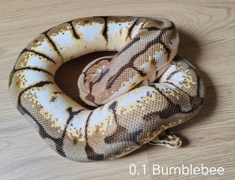 Krajta královská ♀️ - 2