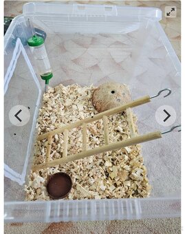 Plšík africký - 2