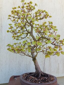 bonsai, bonsaj - 2