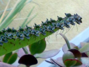 Madagaskarský ženšen - Kalanchoe daigremontiana - Sazeničky - 2