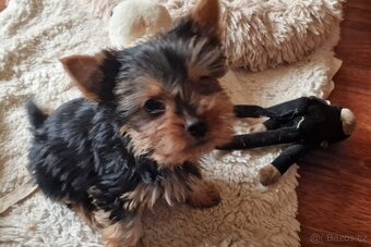 YORKSHÍRSKY TERRIER- - 2