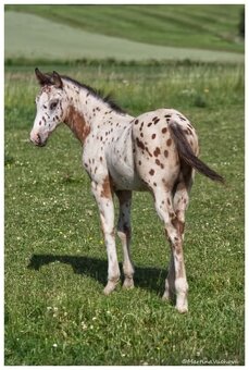 Appaloosa s PP- letošní hřebeček "Nio" na prodej - 2