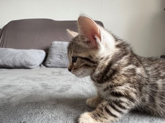 Bengalska kočka, koťatá s rodokmeňom - 2