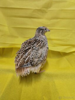 Křepelka japonská - 2