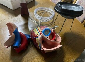 model lidské srdce - 2