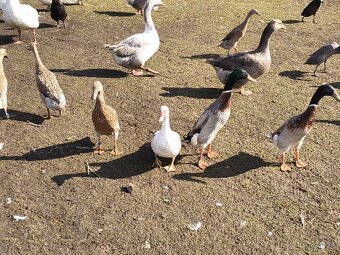 Kachny indické, indický běžec - 2