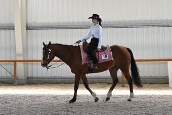 Prodám valacha quarter horse - 2