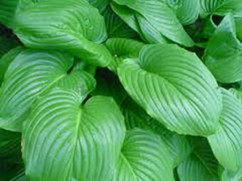 Hosta, funkie zelená, sazenice - 2