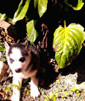 Sibírsky husky - 2