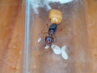 Mravenec fedtšenkův (Camponotus fedtschenkoi) - 2