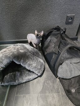 Kote sphynx - 2