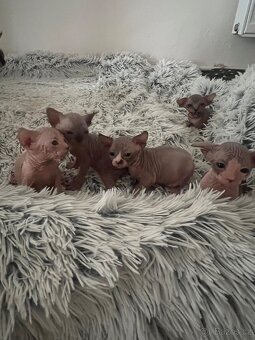 Kanadský Sphynx - 2