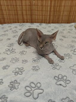 Sphyx - 2