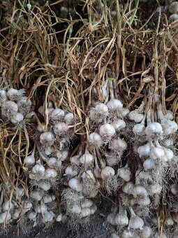 Český česnek  Slavin II - 2