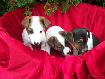 Jack Russell teriér-hladkosrstý - 2