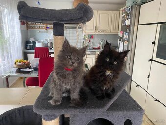 Čistokrevné mainské mývalí koťátko - blue smoked - holčička - 2