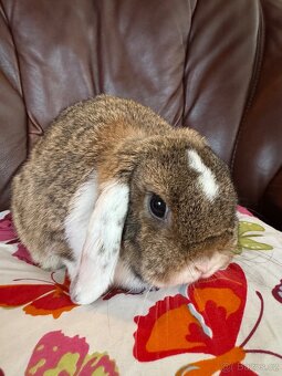 Daruji minilop králíčky - 2