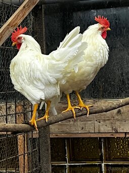 Kohouti LENGHORN - 2