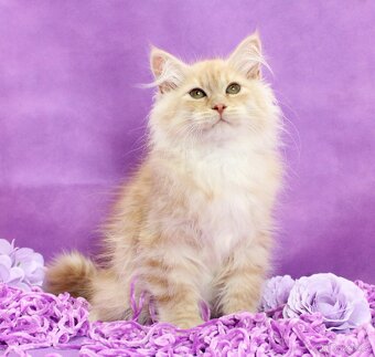 Sibiřská kočka - 2