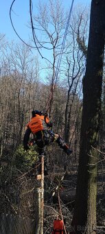 Rizikové kácení - 2