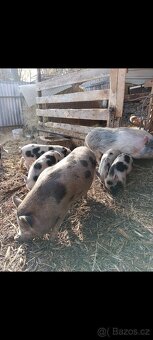 Gottingenská sviňka k chovu - 2