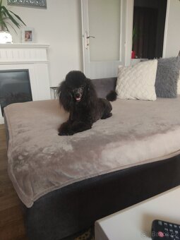 pudl toy černý - krytí - 2