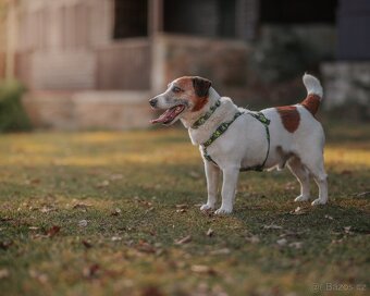 Muffinek k adopci - 2