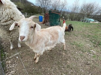 Prodám, vyměním kůzle - 2