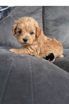 Maltipoo - 2