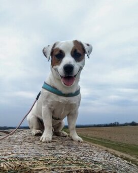 Jack Russell Terriér - krytí - 2