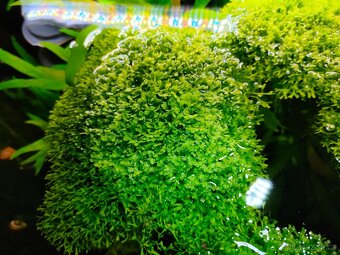 Prodám akvarijni rostliny Riccia - 2