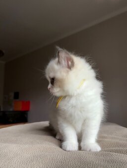 Ragdoll s PP / Ragdoll kotě s PP - 2