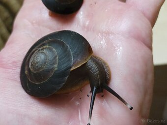 Pleurodonte excellens - 2