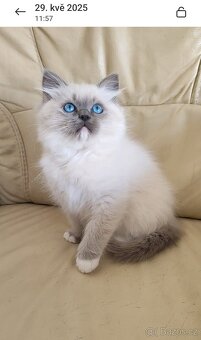 Ragdoll - 2