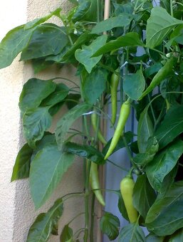Nepálivá sladká červená paprika "kozí roh" Sora - dvojice - 2
