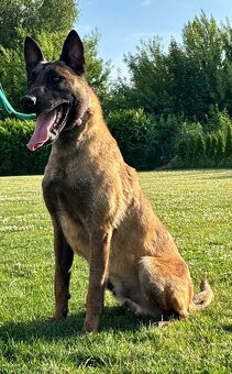 Belgický ovčák s PP malinois - 2