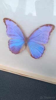 Obrázek s motýlem Morpho didius - 2