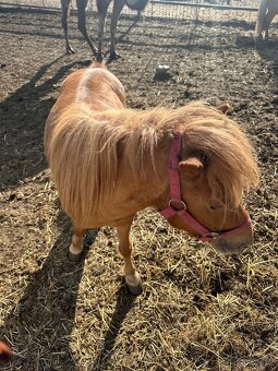 Shetland Pony - Canisterapie - 2